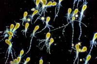 Fucus vésiculeux - Embryons de Fucus FN x10